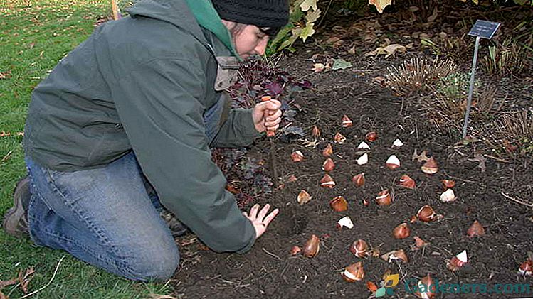 Тюльпани посадка і догляд у відкритому грунті Коли і як посадити тюльпани навесні восени і влітку Фото