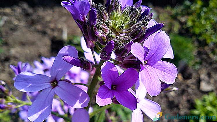 Matrona nočný klub nočná fialová Výsadba a starostlivosť Fotografické odrody Kvet s nádhernou vôňou