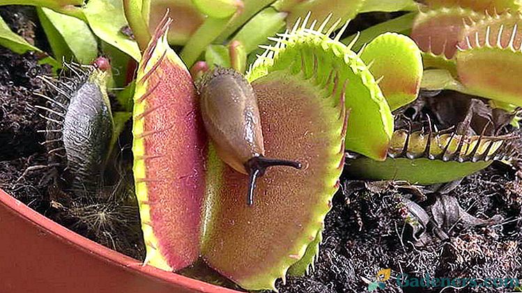 Venus flytrap iz sjemena kod kuće Kako rasti i ispravno se brinuti Kako hraniti