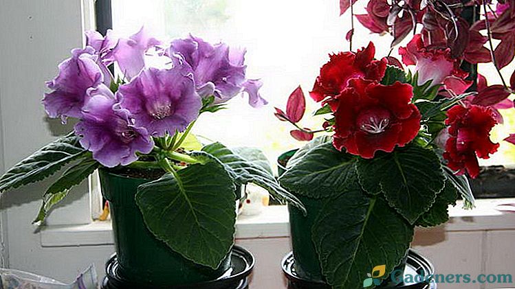 Growing Gloxinia Mājas aprūpe Stādīšana un reprodukcija Ziedu foto