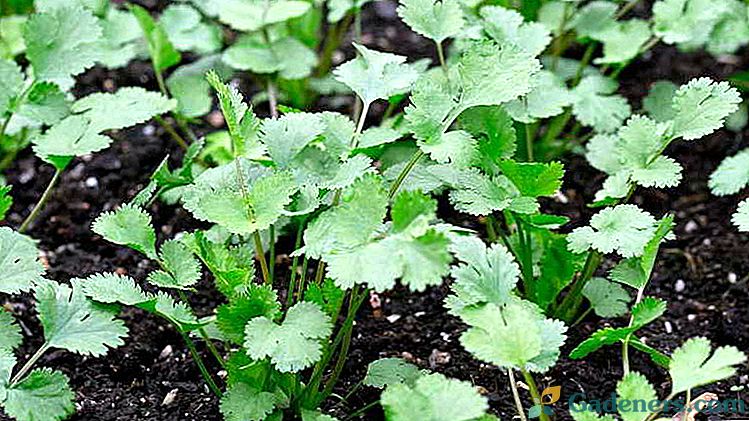 Отглеждане на кориандър от семена на открито, грижи за кориандър, болести и вредители от кориандър.