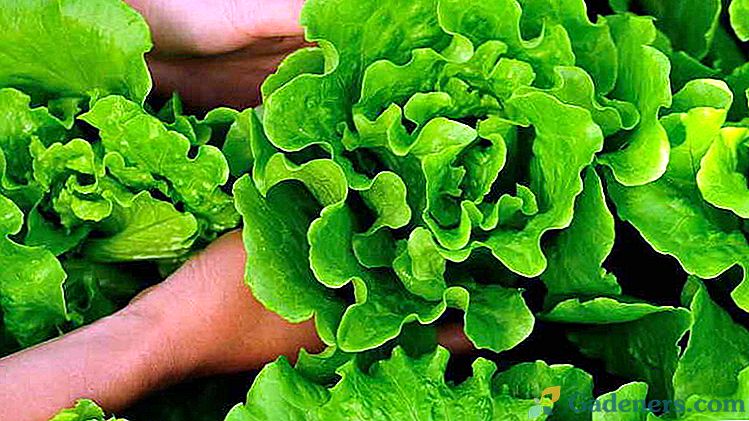Вирощування листового салату з насіння в домашніх умовах, теплиці і відкритому грунті Коли садити