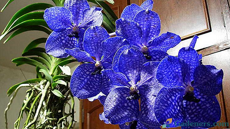 Rosnąć Vanda orchidei w domu Opieka w szklanej wazie z otwartymi korzeniami i.