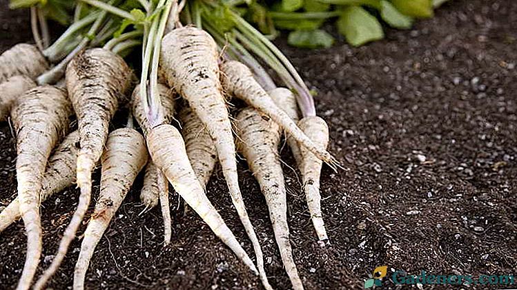 Kultivácia parsnipu Výsadba a starostlivosť na otvorenom poli Ako pestovať zo semien