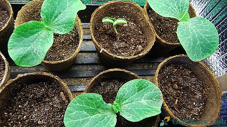 Uzgoj tikvica sadnica i sadnja u otvorenom tlu nego da hrane tikve sadnice Kako voda