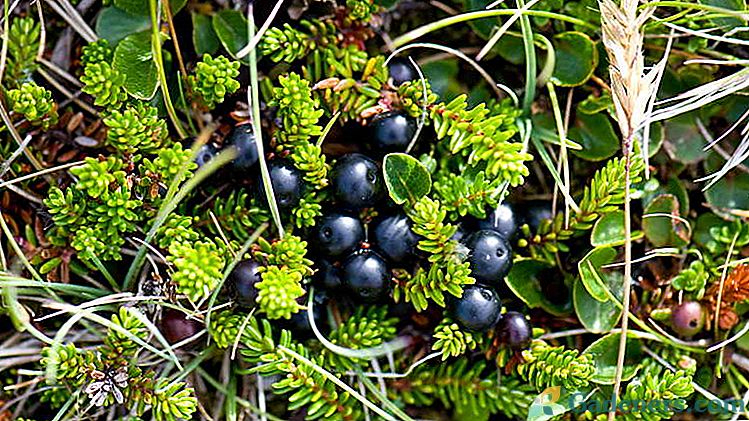 Crowberry alebo Voronika alebo Shiksha Výsadba a starostlivosť v otvorenom poli Kultivácia zo semien a vrstiev