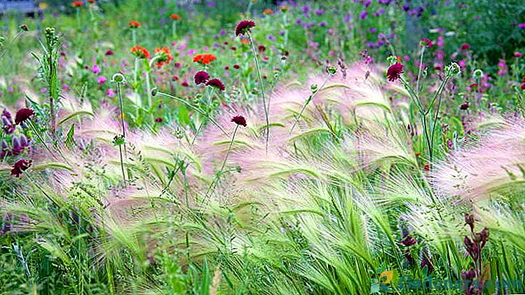 Ечемик maned Култивиране от семена Засаждане и грижи на открито Фотография в ландшафтен дизайн