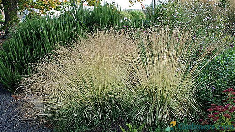 Трева на Молиния - Засаждане и грижи на открито, култивиране от семена, снимки на сортове с имена.