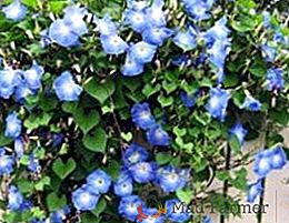 Descripción y fotografía de flores trepadoras perennes