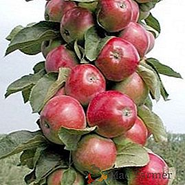 Le migliori varietà di mele colonnate per la regione di Mosca