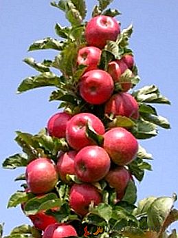 Manzanos en forma de colón