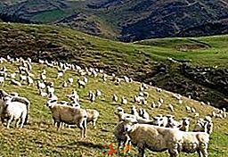 Depășirea oilor va îmbunătăți starea turmei