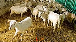 Come costruire autonomamente una stalla per le capre: raccomandazioni pratiche
