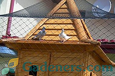 Како изградити кућу за голубове у земљи