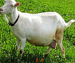 Kako vzdrževati in krmiti mlečne koze