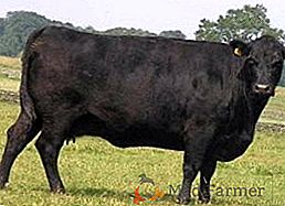 Krowa rasy Aberdeen-Angus