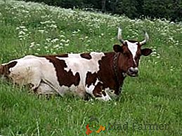Ayrshire rasă de vaci
