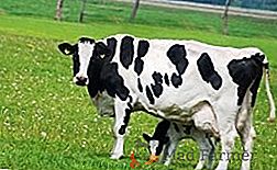 Raça preto-e-branco de vacas