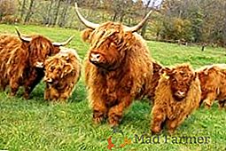 Race vache Highland