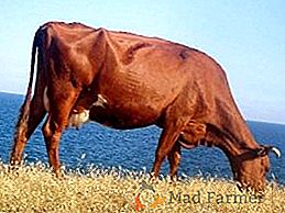 Кафява латвийска порода крави