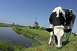 Vaca holandesa, hechos interesantes de esta raza