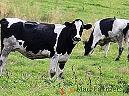 Holštajnské plemeno kráv