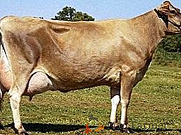 Jersey chov krav
