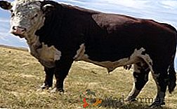 Кахахская білоголова порода корів