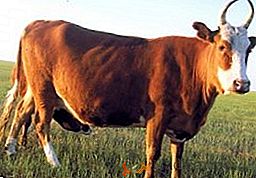 Raza Kalmyk de vacas