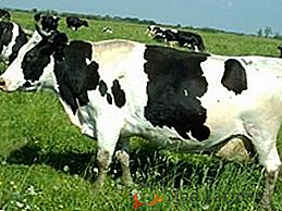 Kholmogory race de vaches