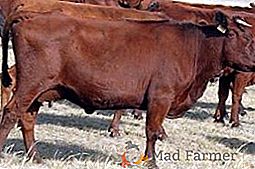 Race de steppe rouge de vaches