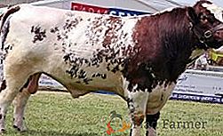 Race Shorthorn de vaches