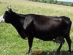 Raza Yaroslavl de vacas