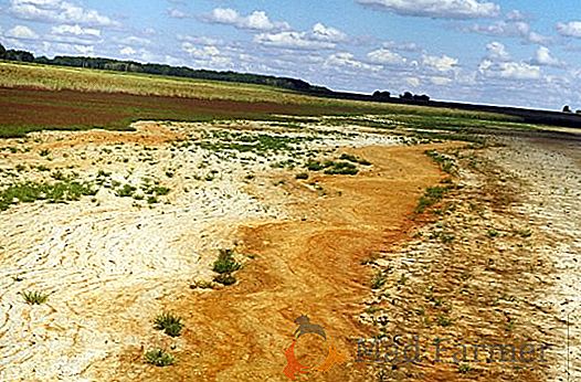 Na Criméia, os solos perdem a fertilidade através da salinização