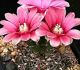 10 cactus cultivés populaires avec description et photo