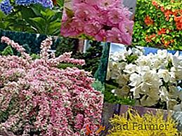 Підбірка чагарників, квітучих навесні, з описом і фото