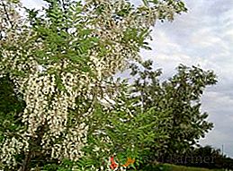Acacia bianca: uso, proprietà medicinali e controindicazioni