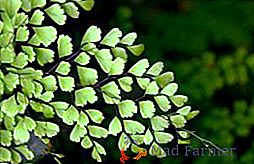 Адиантум: популарне биљне врсте са фотографијом и описом