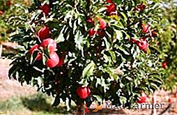 Prednosti in slabosti uporabe bonsaja na vrtu