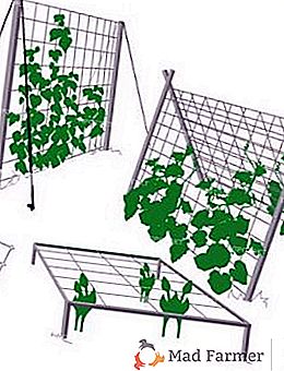 Avantaje și reguli pentru instalarea unei plase de grădină pentru castraveți