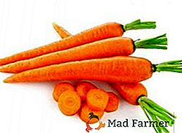 Dopo quante carote emerge dopo la semina, cosa fare se le carote non salgono