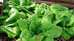 Agrotehnica și caracteristicile de cultivare a salată verde în zona suburbană