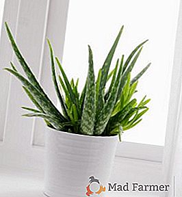 Aloe vera: los secretos del cultivo de un cactus medicinal