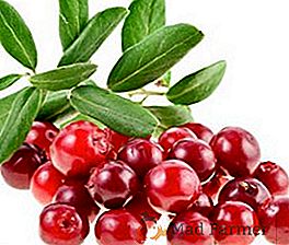 Aplicação de cranberries: propriedades medicinais e contra-indicações