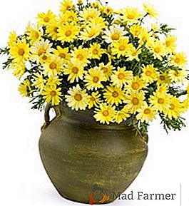 Argiranthemum: consejos de siembra y cuidado para una exuberante floración