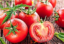 Основи на отглеждането на домати в оранжерия