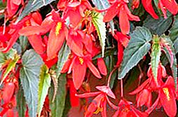 Begonia of Bolivia: une description de la variété