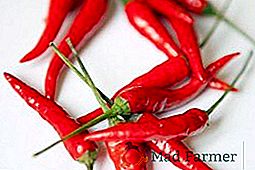 Prednosti in škoda rdeče paprike: zdravilne lastnosti začimb