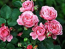 Mejores rosas arbusto: blanco, rosa, amarillo con descripción y foto