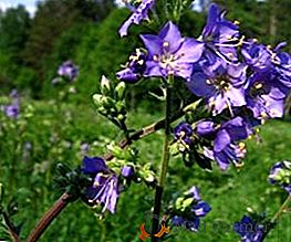 Cyanoză albastră: descriere, cultivare, fotografie